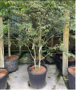 Celtis australis 200-250 cm container meerstammig