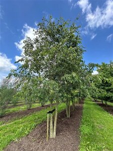 Celtis australis 500-600 cm WRB multi-stem - image 2
