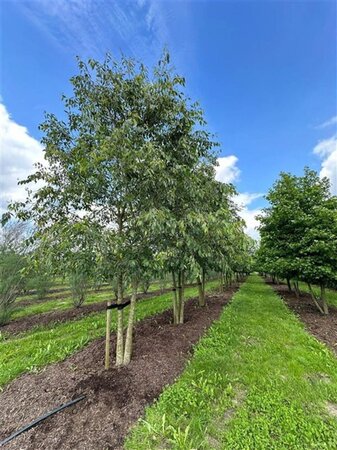 Celtis australis 500-600 cm WRB multi-stem - image 3