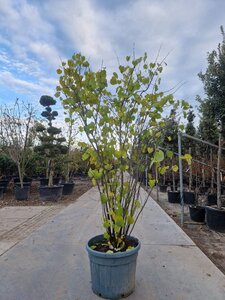 Cercis canadensis 200-250 cm container meerstammig - afbeelding 3