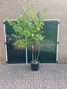 Cercis canadensis 200-250 cm container meerstammig - afbeelding 4