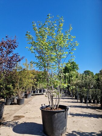 Cercis canadensis 200-250 cm container meerstammig - afbeelding 1
