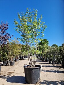 Cercis canadensis 200-250 cm container meerstammig - afbeelding 2
