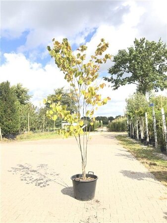 Cercis canadensis 200-250 cm container meerstammig - afbeelding 5