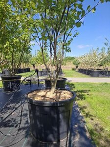 Cercis canadensis 250-300 cm cont. 110L meerstammig