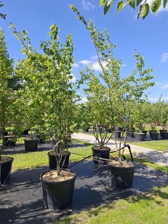Cercis canadensis 250-300 cm cont. 110L meerstammig - afbeelding 2