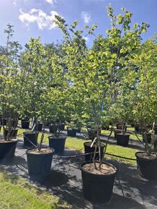Cercis canadensis 250-300 cm cont. 110L meerstammig - afbeelding 3