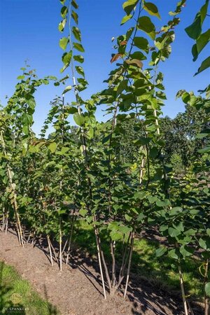 Cercis canadensis 250-300 cm draadkluit meerstammig extra - afbeelding 1