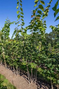 Cercis canadensis 250-300 cm draadkluit meerstammig extra - afbeelding 1