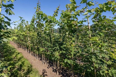 Cercis canadensis 250-300 cm draadkluit meerstammig extra - afbeelding 2