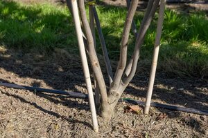 Cercis canadensis 250-300 cm draadkluit meerstammig extra - afbeelding 3