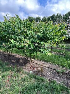 Cercis canadensis 250-300 cm draadkluit meerstammig extra