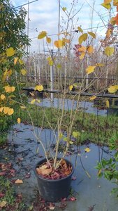 Cercis chinensis 'Avondale' 150-175 cm container meerstammig