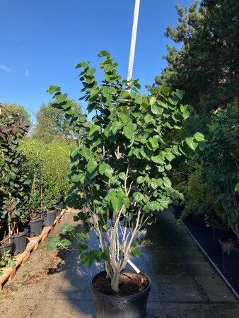 Cercis chinensis 'Avondale' 175-200 cm cont. 95L meerstammig