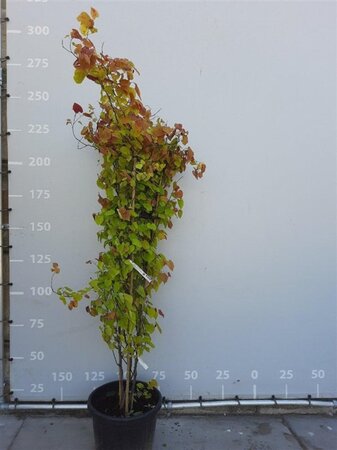 Cercis can. Eternal Flame 175-200 cm container meerstammig paraplu
