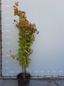Cercis can. Eternal Flame 175-200 cm container meerstammig paraplu