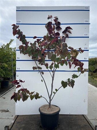 Cercis can. 'Forest Pansy' 125-150 cm cont. 20L meerstammig