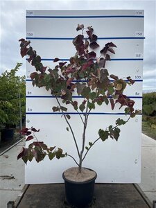 Cercis can. 'Forest Pansy' 125-150 cm cont. 20L meerstammig