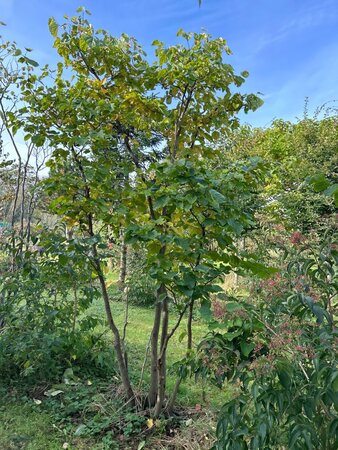 Cercis chinensis 300-350 cm draadkluit meerstammig - afbeelding 2