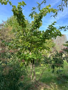 Cercis chinensis 300-350 cm WRB multi-stem