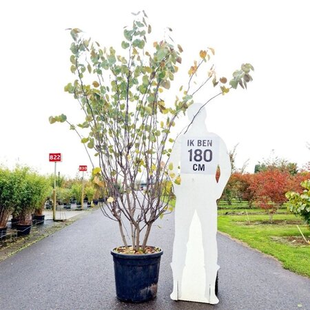 Cercis can. 'Merlot' 175-200 cm container multi-stem paraplu - image 2