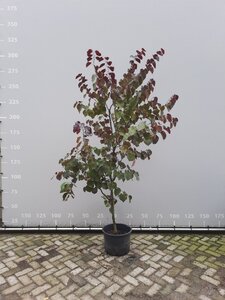Cercis can. 'Merlot' 175-200 cm WRB multi-stem