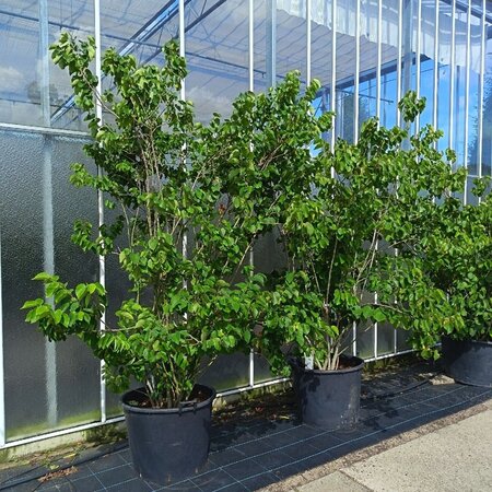 Cercis chinensis 'Shirobana' 200-250 cm container meerstammig