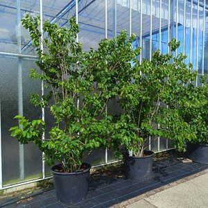 Cercis chinensis 'Shirobana' 200-250 cm container meerstammig