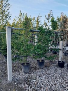 Cercidiphyllum japonicum 200-250 cm container meerstammig