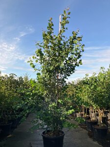 Cercidiphyllum japonicum 300-350 cm cont. 150L meerstammig