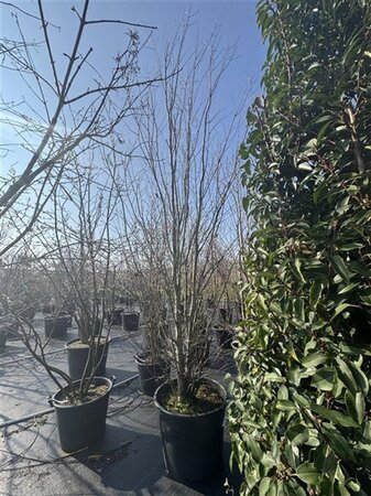 Cercidiphyllum japonicum 350-400 cm cont. 110L meerstammig
