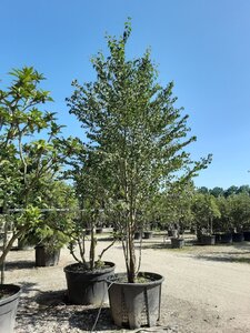 Cercidiphyllum japonicum 400-450 cm draadkluit meerstammig