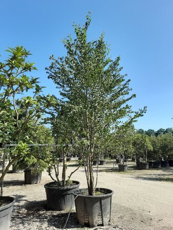 Cercidiphyllum japonicum 400-450 cm WRB multi-stem