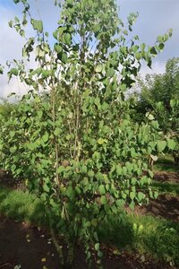 Cercidiphyllum japonicum 550-600 cm draadkluit meerstammig