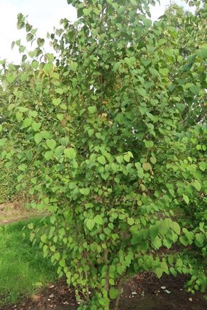 Cercidiphyllum japonicum 550-600 cm draadkluit meerstammig - afbeelding 2