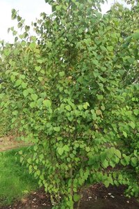 Cercidiphyllum japonicum 550-600 cm draadkluit meerstammig - afbeelding 2