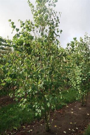 Cercidiphyllum japonicum 550-600 cm draadkluit meerstammig - afbeelding 3
