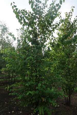 Cercidiphyllum japonicum 550-600 cm draadkluit meerstammig - afbeelding 4