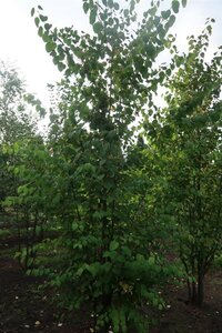 Cercidiphyllum japonicum 550-600 cm draadkluit meerstammig - afbeelding 4
