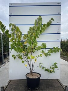 Cercis siliquastrum 125-150 cm cont. 20L meerstammig