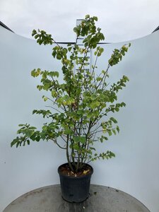 Cercis siliquastrum 175-200 cm cont. 50L meerstammig