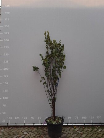 Cercis siliquastrum 200-225 cm draadkluit meerstammig