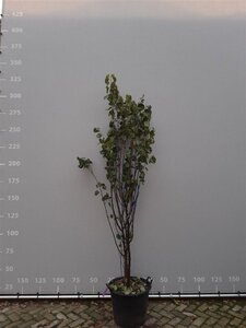 Cercis siliquastrum 200-225 cm draadkluit meerstammig