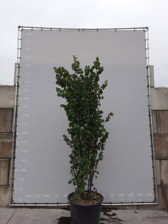 Cercis siliquastrum 300-350 cm draadkluit meerstammig