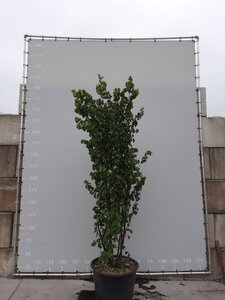 Cercis siliquastrum 300-350 cm draadkluit meerstammig