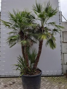 Chamaerops humilis 250-300 cm container meerstammig