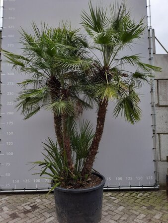 Chamaerops humilis 250-300 cm draadkluit meerstammig
