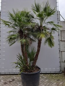 Chamaerops humilis 250-300 cm draadkluit meerstammig