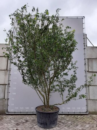 Chimonanthus praecox = Calycanthus 300-350 cm draadkluit meerstammig