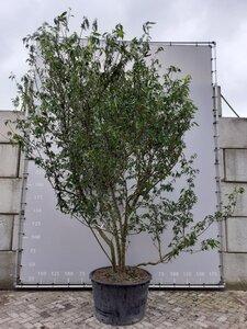 Chimonanthus praecox = Calycanthus 300-350 cm draadkluit meerstammig